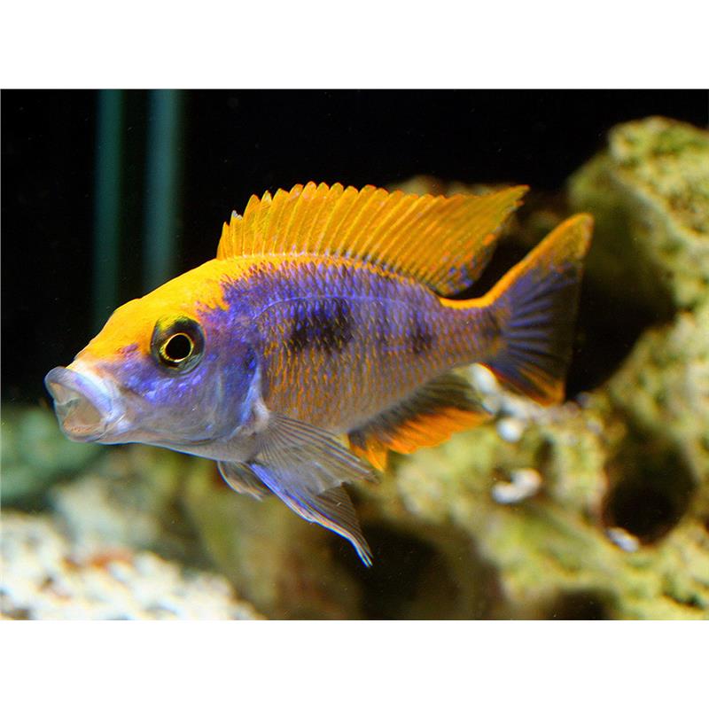 Otopharynx lithobathes - imagine 5